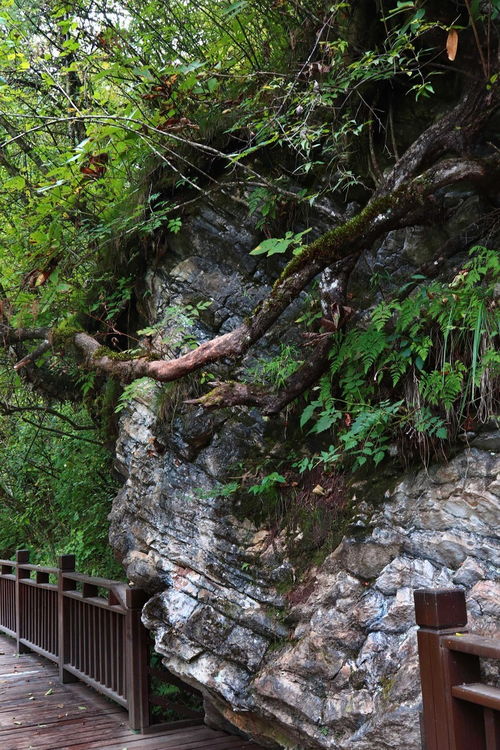 夢回甘南仙境，探秘官鵝溝——開啟一場說走就走的自然與文化之旅